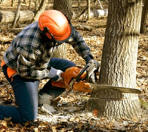 Tree Removal in Sycamore, GA